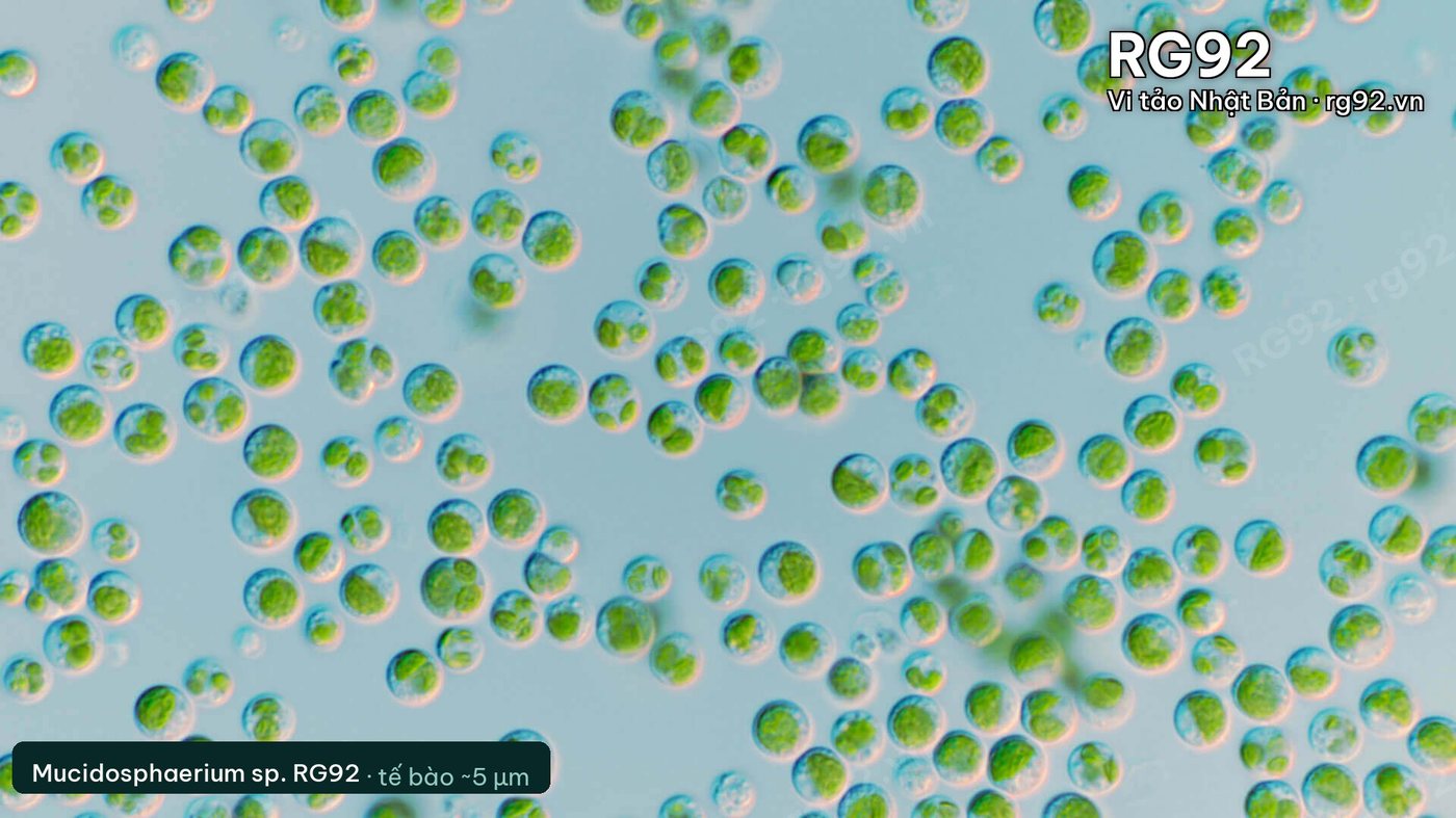 Tế bào vi tảo Mucidosphaerium sp. RG92 dưới kính hiển vi