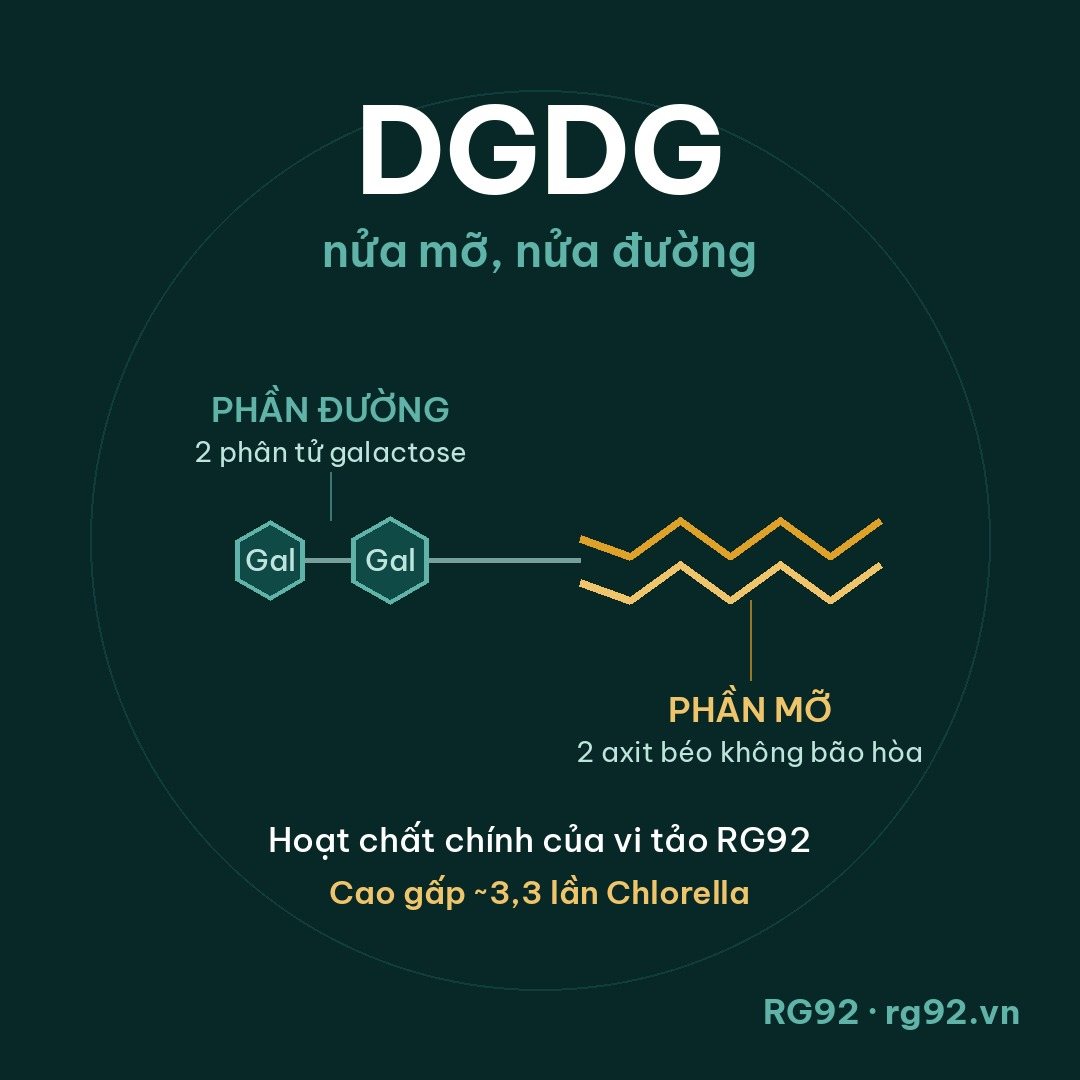 Sơ đồ phân tử DGDG — nửa mỡ nửa đường