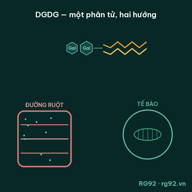 Sơ đồ cơ chế: DGDG tách đôi, phần đường nuôi lợi khuẩn ruột, phần mỡ sinh năng lượng tế bào